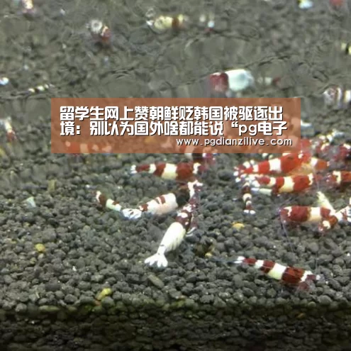 留学生网上赞朝鲜贬韩国被驱逐出境：别以为国外啥都能说“pg电子麻将胡了”(图3)